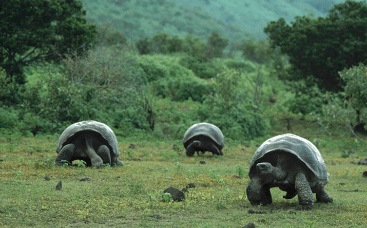 galapagos_tortoise_hatched_1