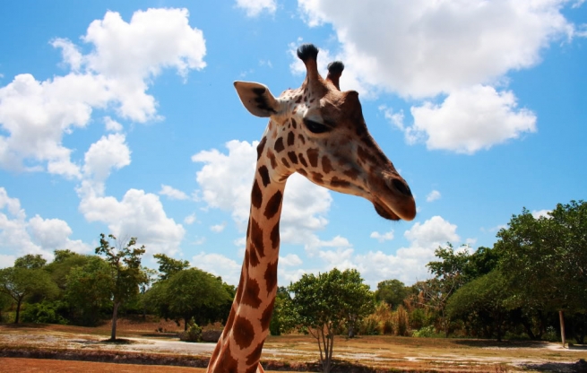 miami-zoo-giraffe