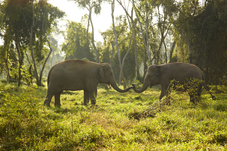 Фото: Anantara Golden Triangle Elephant Camp & Resort (GTAEF).