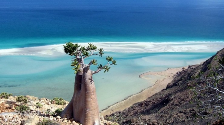 1-Природа острова Сокотра. Йемен