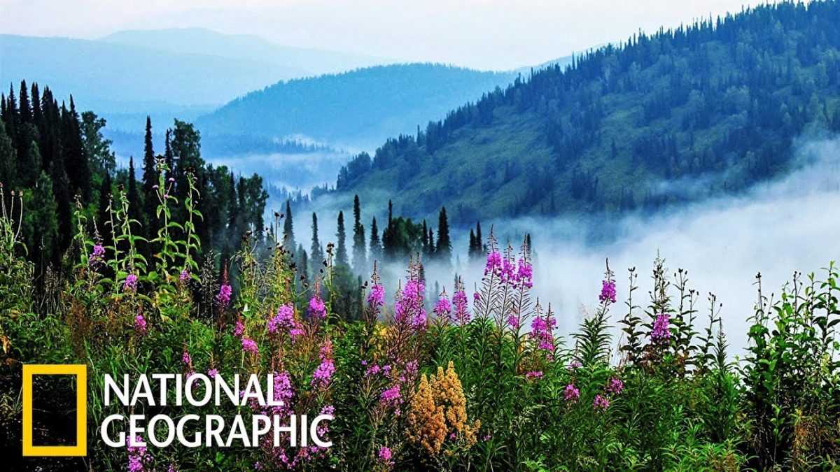 National Geographic запустили образовательную платформу «NatGeoHome»