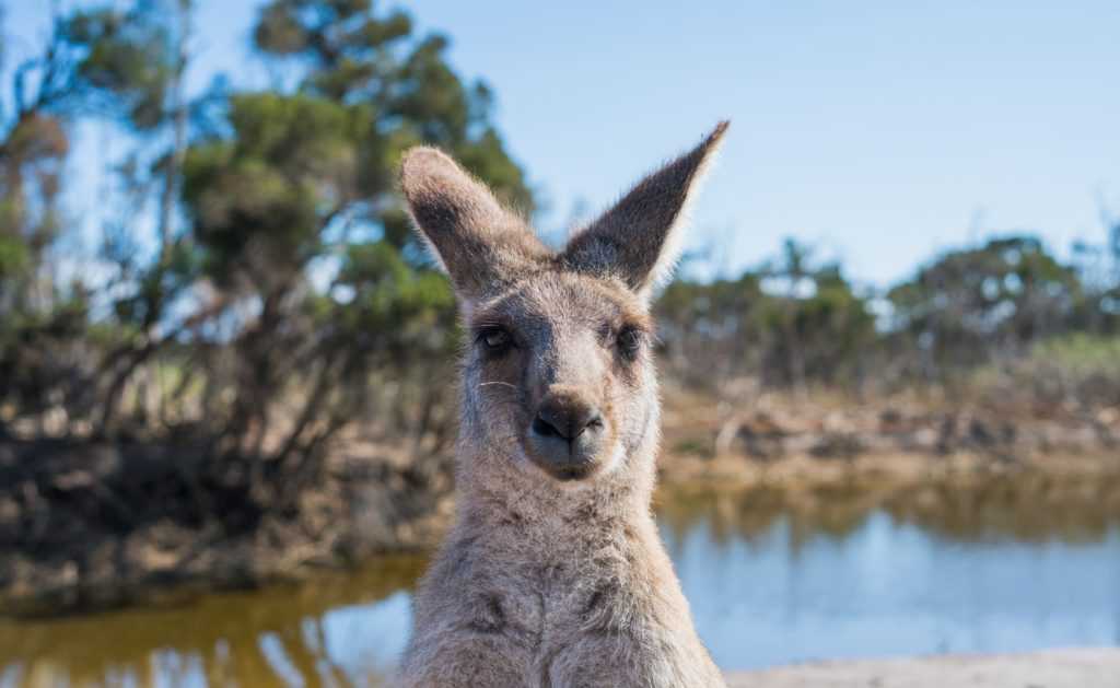 В Австралии кенгуру не стесняются и прогуливаются по улицам города