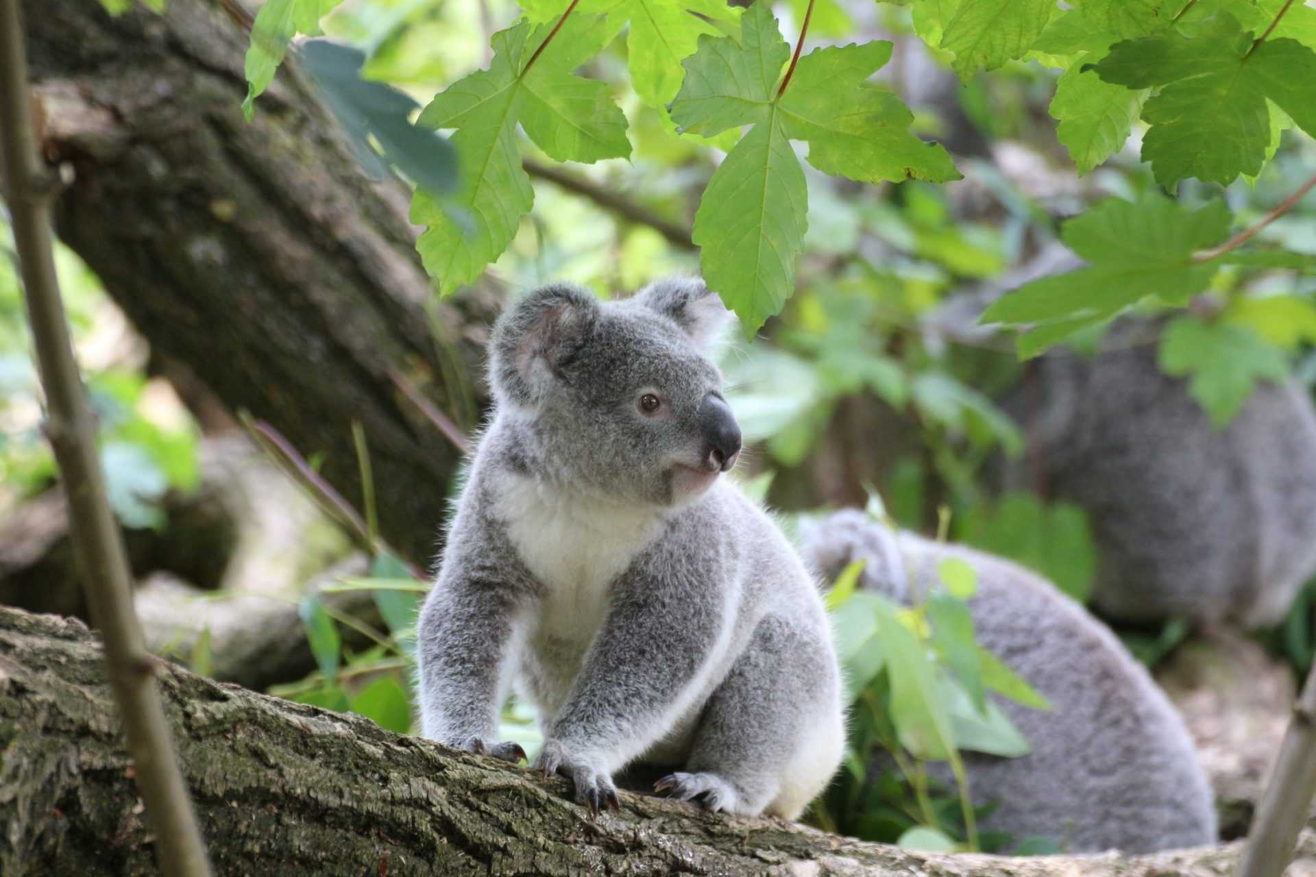 В Австралии впервые после пожаров родилась коала
