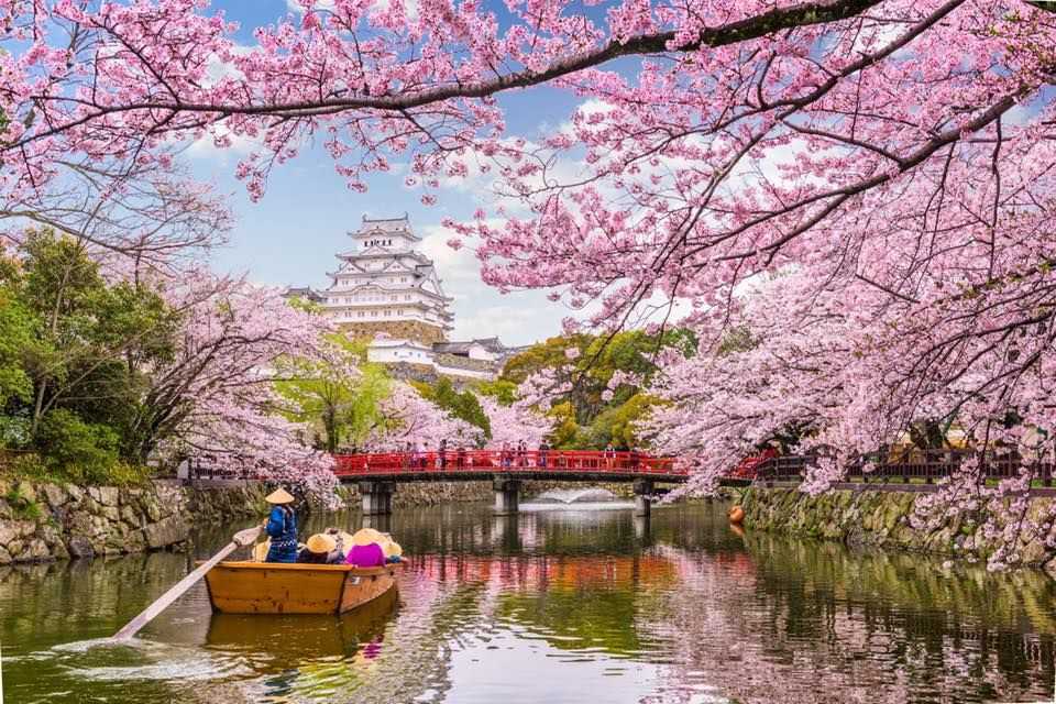 Виртуальный тур в Токио: цветение сакуры
