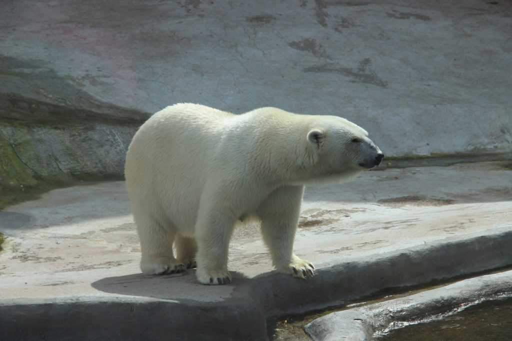 Белые медведи исчезнут к 2100 году