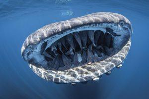 Эванс Боден заснял в Тихом океане «улыбку» гигантской китовой акулы