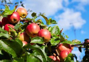 «Весь сбор яблок производится вручную. Это гарантирует качество», - обьясняет мастер.