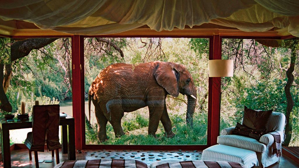 Зоотерапия 10 отелей Makanyane Safari Lodge