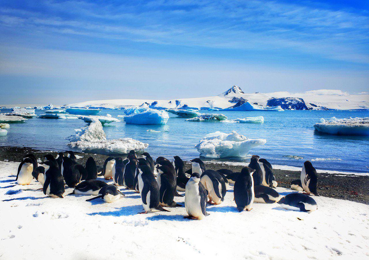 пингвины путешествия 