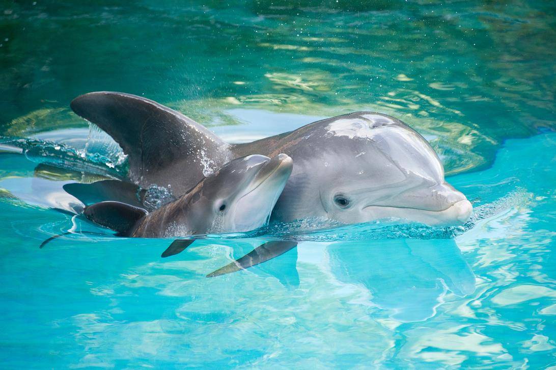 дельфин и дельфиненок